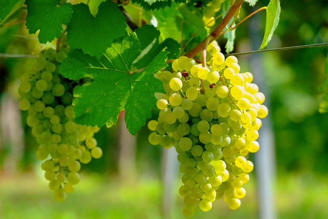 greek white wine grapes on the vine in a vineyard.