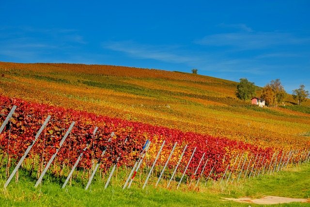 Red yellow orange leaves on nemea vineyard for greek white wines